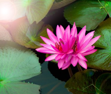 Water lily flower