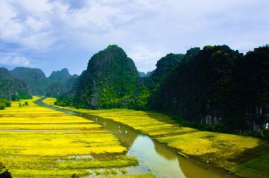 Ngodong Nehri düşünce pirinç tarlaları Ninh Binh, Vietnam.