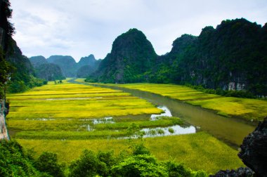 Ngodong Nehri düşünce pirinç tarlaları Ninh Binh, Vietnam.