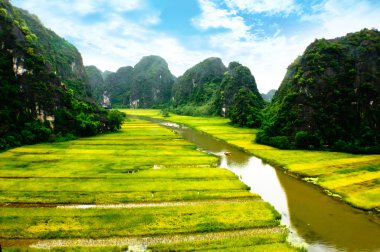 Ngodong Nehri düşünce pirinç tarlaları Ninh Binh, Vietnam.