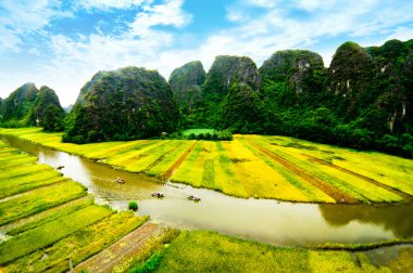Ngodong Nehri düşünce pirinç tarlaları Ninh Binh, Vietnam.