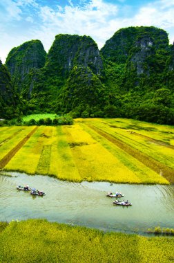 Ngodong Nehri düşünce pirinç tarlaları Ninh Binh, Vietnam.