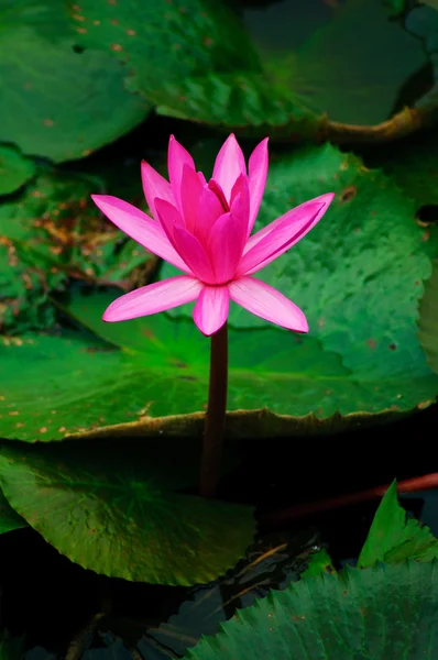 Flor de lirio de agua — Foto de Stock