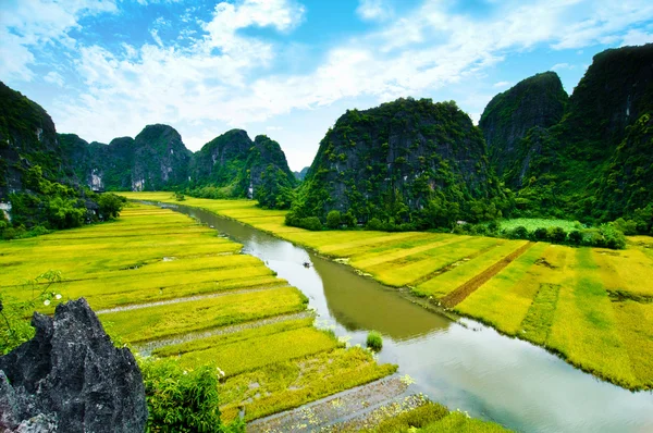 Ngodong Nehri düşünce pirinç tarlaları Ninh Binh, Vietnam. — Stok fotoğraf