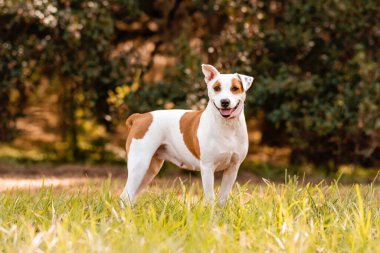 Pitbull karışık köpek Parkta güneşli bir günün tadını çıkarıyor