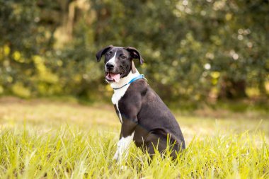 Pitbull karışık köpek Parkta güneşli bir günün tadını çıkarıyor