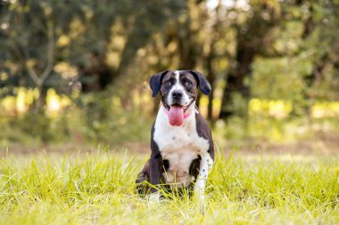Pitbull karışık köpek Parkta güneşli bir günün tadını çıkarıyor