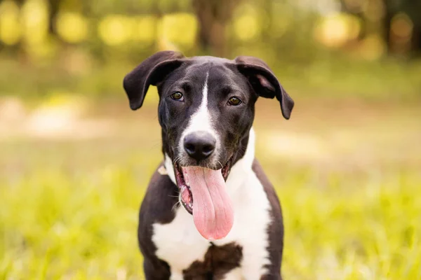 公園で晴れた日を楽しむピッツブルミックス犬 — ストック写真