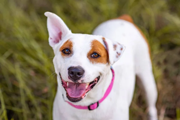 Pitbull Mix Câine Care Bucură Însorită Parc — Fotografie, imagine de stoc