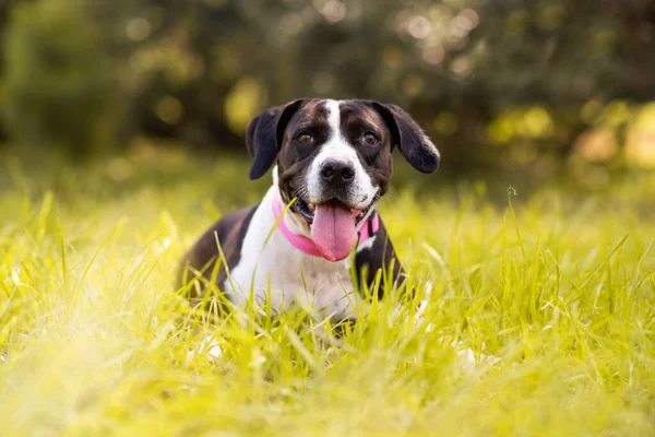 Pitbull Mix Dog Enjoying Sunny Day Park — Stock Photo, Image