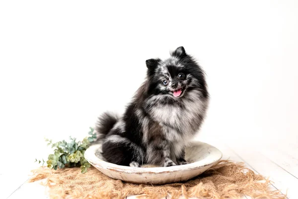 Pomeranian Merle Perro Color Sentado Set Obediente Perrito Estudio Fotografía —  Fotos de Stock