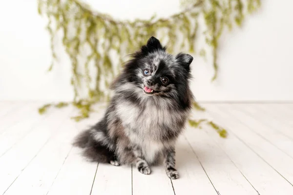 Pomeranian Merle Χρώμα Σκύλου Κάθεται Ένα Σύνολο Υπάκουος Μικρό Σκυλί — Φωτογραφία Αρχείου
