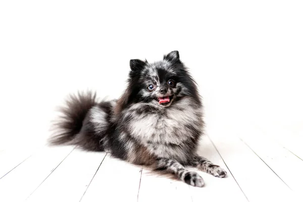 Pomeranian Merle Barevný Pes Sedí Sadě Poslušný Malý Pes Fotografickém — Stock fotografie