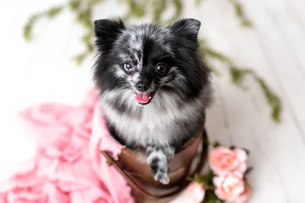Pomeranian Merle Cor Cão Sentado Set Cão Pequeno Obediente Estúdio — Fotografia de Stock
