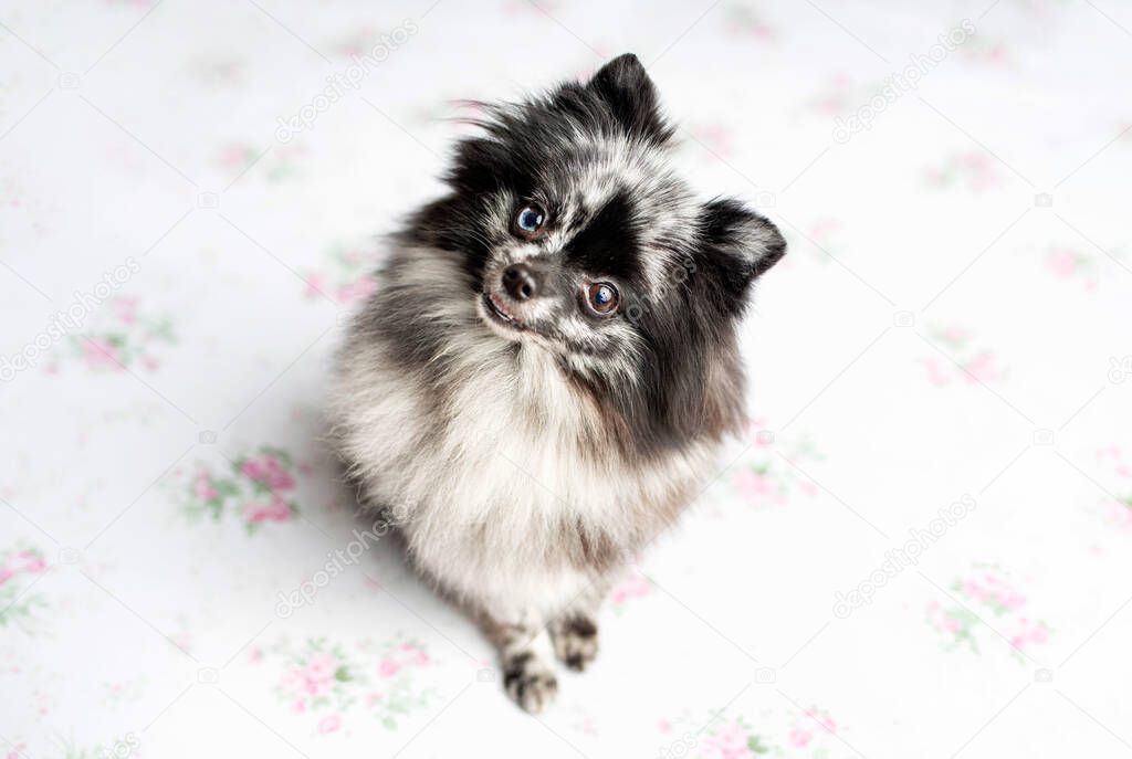 Pomeranian Merle color dog sitting on a set, obedient little dog in a photography studio