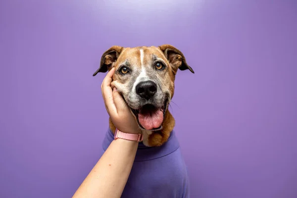 Dog in a sweater, dog at work with a purple wall. Pets at work concept, pets working like people.