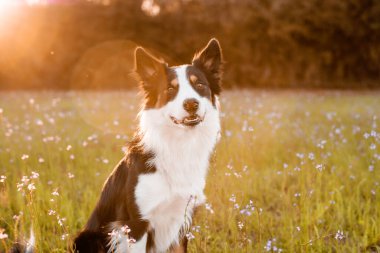 Border collie mor çiçekli bir tarlada eğleniyor, eğitimli bir köpeğin portresi.