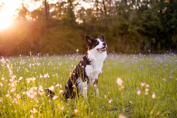 Border Collie Korzystających Pola Fioletowymi Kwiatami Portret Wyszkolonego Psa — Zdjęcie stockowe