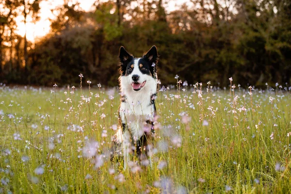 Frontera Collie Disfrutando Campo Con Flores Púrpura Retrato Perro Entrenado —  Fotos de Stock