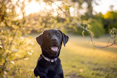 Siyah Labrador Retriever portresi, bir parkta..