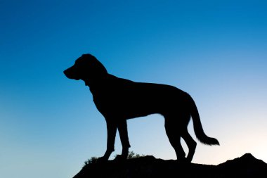 Siyah Labrador Retriever portresi, bir parkta. Mavi gökyüzünde siluet