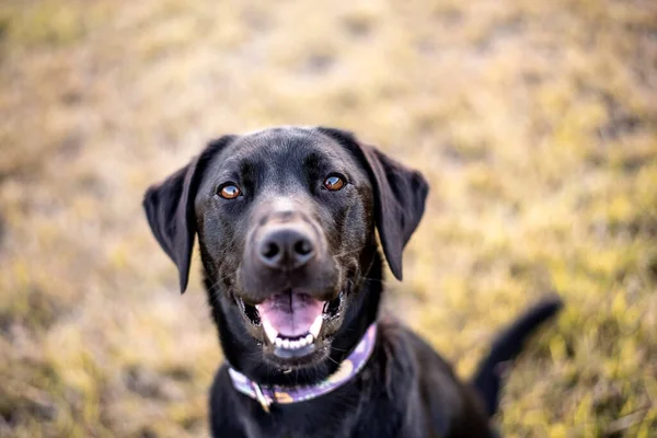 Retrato Black Labrador Retriever Afuera Parque — Foto de Stock