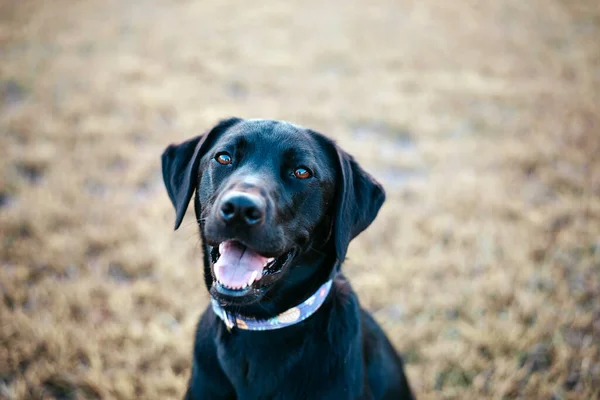 Retrato Black Labrador Retriever Afuera Parque — Foto de Stock