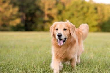 Golden Retriever köpeği gün batımında büyük bir çim tarlasında eğleniyor. Güzel altın ışık.