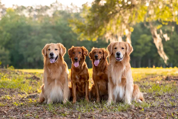 Golden Retriever Cães Desfrutando Livre Grande Campo Grama Pôr Sol — Fotografia de Stock