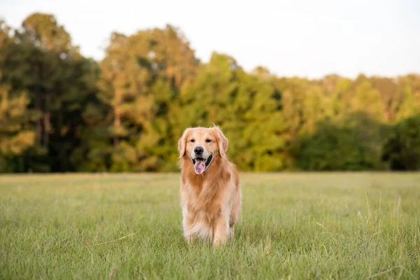 Golden Retriever Köpeği Gün Batımında Büyük Bir Çim Tarlasında Eğleniyor — Stok fotoğraf