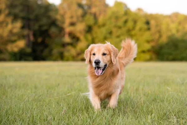 Golden Retriever Dog Enjoying Outdoors Large Grass Field Sunset Beautiful — Stock Photo, Image