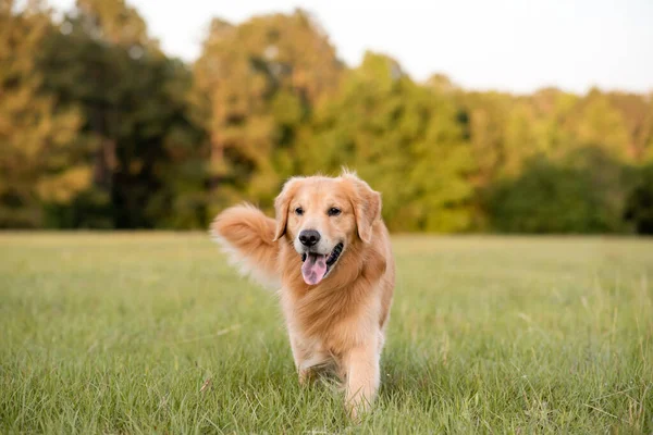 Golden Retriever köpeği gün batımında büyük bir çim tarlasında eğleniyor. Güzel altın ışık.