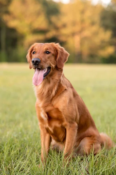 Golden Retriever Hund Nyder Udendørs Stor Græsmark Ved Solnedgang Smukke - Stock-foto