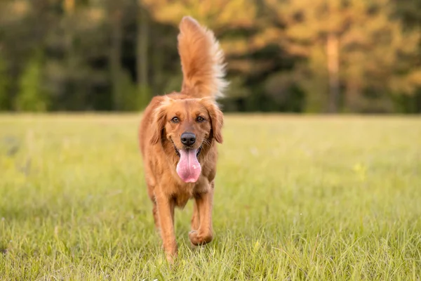 Golden Retriever Dog Menikmati Hidup Luar Rumah Padang Rumput Yang — Stok Foto