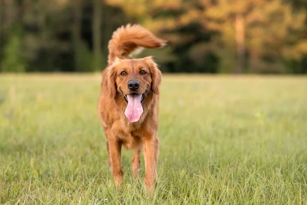 Golden Retriever Cão Desfrutando Livre Grande Campo Grama Pôr Sol — Fotografia de Stock