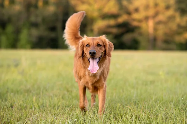 Golden Retriever Hund Genießt Freien Auf Einer Großen Wiese Bei — Stockfoto
