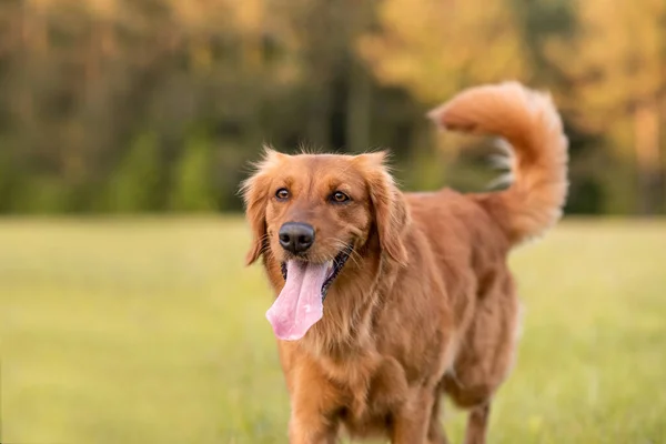 Golden Retriever Dog Menikmati Hidup Luar Rumah Padang Rumput Yang — Stok Foto