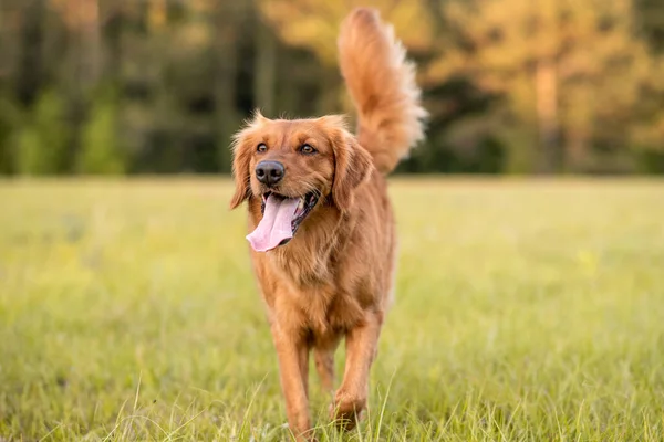 Golden Retriever Câine Care Bucură Aer Liber Câmp Mare Iarbă — Fotografie, imagine de stoc