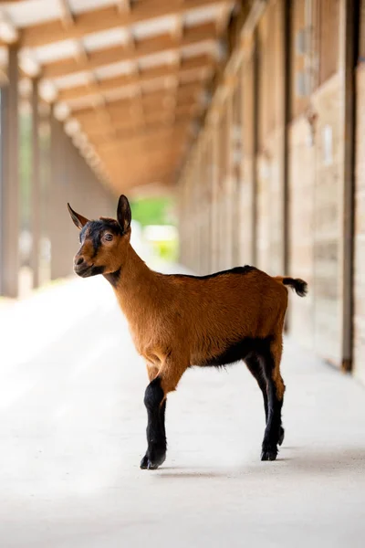 Young Brown Goat Kid Stable — ストック写真