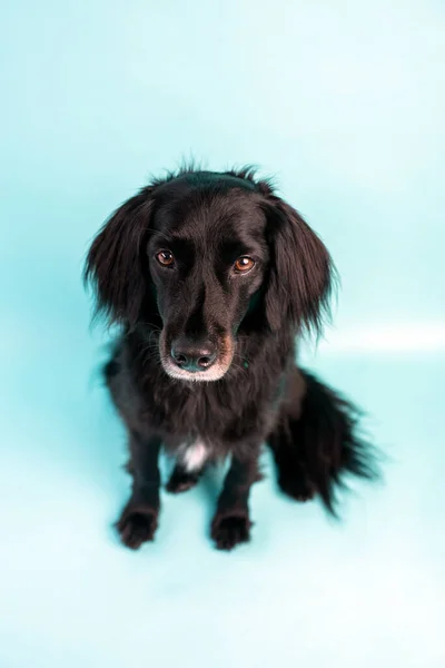 Schwarzer Hundemix Auf Blauem Hintergrund — Stockfoto