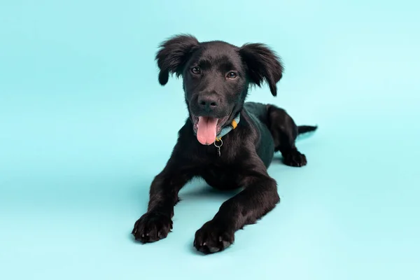 青い背景に黒い子犬 可愛いラボミックス — ストック写真