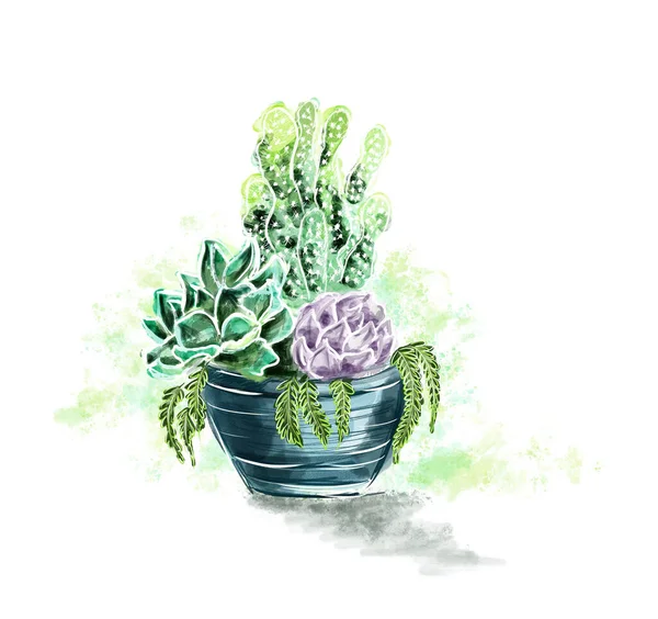 Watercolor Succulent Planter Isolated White Background Botanical Illustration Home Plant — Stock Photo, Image