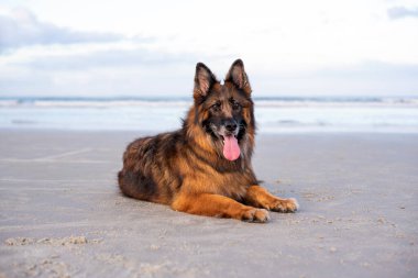 German Shepherd on the beach at sunset. Beach vacation with a dog.