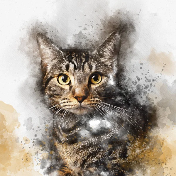 Tabby Macska Akvarell Illusztráció Macskaportré Rajza — Stock Fotó