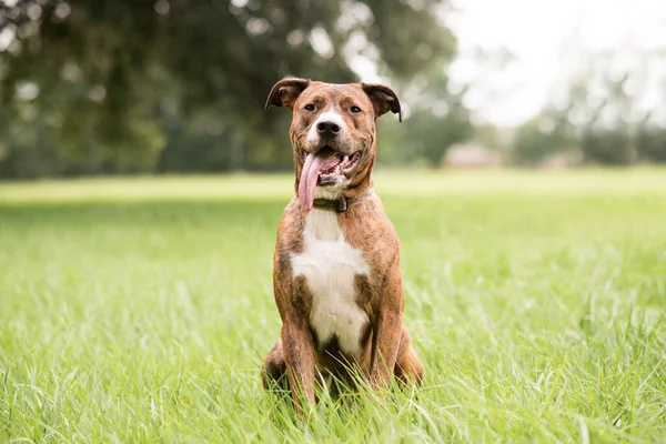 Κόκκινο Και Άσπρο Pit Bull Terrier Μικτή Φυλή Σκυλί Έξω — Φωτογραφία Αρχείου