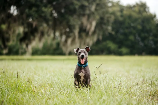 Grå Amerikansk Staffordshire Terrier Mix Parken Grønt Græs - Stock-foto