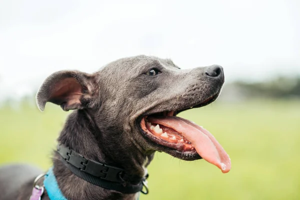 Gray American Staffordshire Terrier Mix Parque Hierba Verde — Foto de Stock