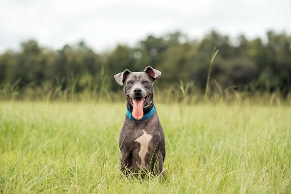 Gray American Staffordshire Terrier Mix Parque Hierba Verde — Foto de Stock