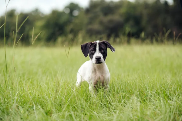 Black White American Staffordshire Terrier Puppy Sitting — Stock Photo, Image