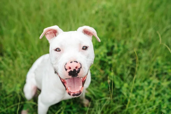 Blanco Americano Staffordshire Terrier Cachorro Pie Sobre Hierba — Foto de Stock